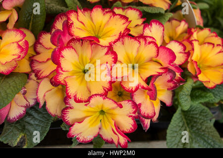 Primo piano di una sorgente luminosa Primrose di nome Rhubarb e. Custodia Foto Stock