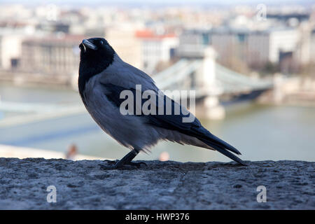 Vecchia cornacchia mantellata Passeggiate nel Castello Bastione a Budapest. Primo piano di una cornacchia mantellata a Budapest castello. Close up di un corvus cornix aka crow in Foto Stock