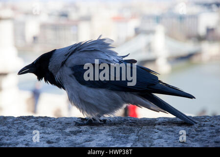 Vecchia cornacchia mantellata Passeggiate nel Castello Bastione a Budapest. Primo piano di una cornacchia mantellata a Budapest castello. Close up di un corvus cornix aka crow in Foto Stock