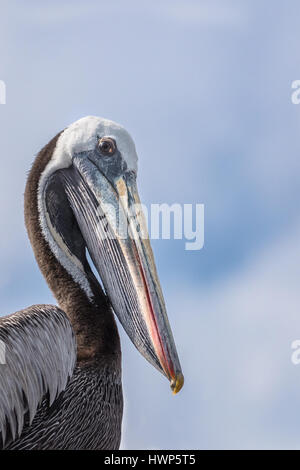 Un peruviano pelican è in appoggio sulle scogliere rocciose di Islas Ballestas al largo della costa di Paracas, Perù Foto Stock