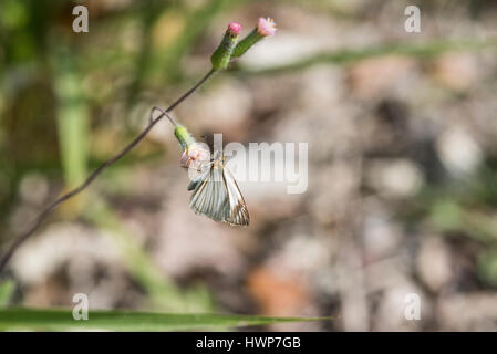 Un White-Skipper venato (Heliopetes arsalte) alimentazione in Chiapas, Messico Foto Stock