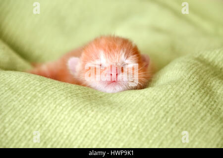 Rosso gattino neonato dormire su una coperta di verde Foto Stock