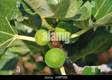 Fichi verdi che cresce su un albero di fico a Emborio sul reek isola di Halki. Foto Stock