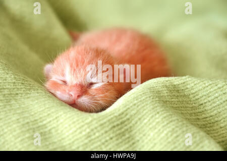 Rosso gattino neonato dormire su una coperta di verde Foto Stock