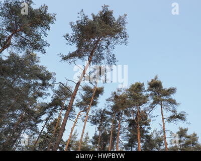 I pini tettoia .contro il cielo blu in inverno, Germania 2017 Foto Stock