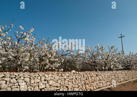 La fioritura dei ciliegi nel sole di primavera in puglia. Foto Stock