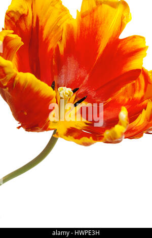 Sorprendente Tulipa Parrot Tulip ' luminoso del pappagallo" su sfondo bianco Foto Stock