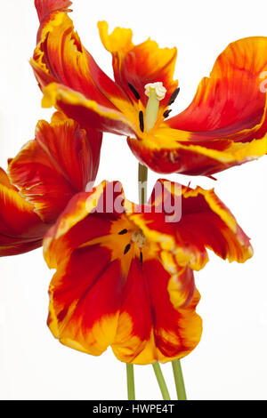 Sorprendente Tulipa Parrot tulipani ' luminoso del pappagallo" su sfondo bianco Foto Stock
