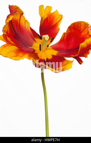 Sorprendente Tulipa Parrot Tulip ' luminoso del pappagallo" su sfondo bianco Foto Stock