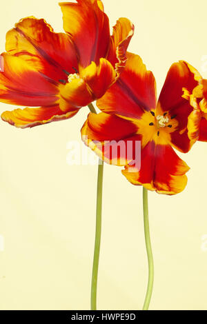 Sorprendente Tulipa Parrot Tulip ' luminoso del pappagallo' su uno sfondo semplice Foto Stock