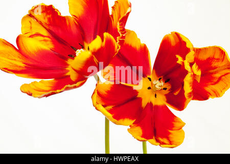 Sorprendente Tulipa Parrot tulipani ' luminoso del pappagallo" su sfondo bianco Foto Stock