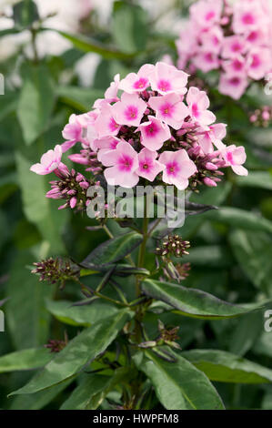 PHLOX PANICULATA occhi luminosi Foto Stock