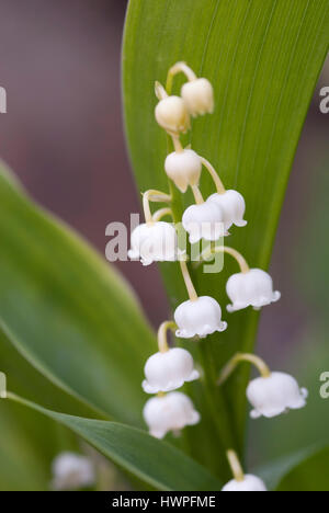 CONVALLARIA MAJALIS Foto Stock
