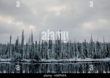 Coperta di neve alberi dal lago contro il cielo nuvoloso Foto Stock