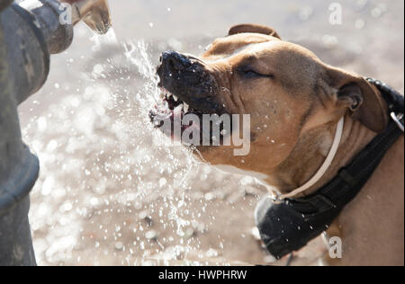 Cane di acqua potabile da una fontana Foto Stock