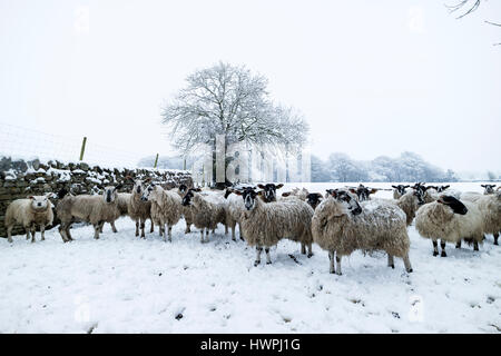 Teesdale, County Durham, Regno Unito. Il 22 marzo 2017. Regno Unito Meteo. Dopo una notte di pesanti durante la notte la neve di un gregge di pecore di attendere pazientemente per la loro alimentazione di mattina. Credito: David Forster/Alamy Live News Foto Stock
