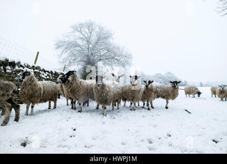 Teesdale, County Durham, Regno Unito. Il 22 marzo 2017. Regno Unito Meteo. Dopo una notte di pesanti durante la notte la neve di un gregge di pecore di attendere pazientemente per la loro alimentazione di mattina. Credito: David Forster/Alamy Live News Foto Stock