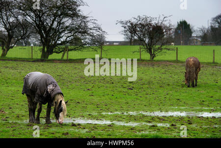 Ainsworth, Bolton, Regno Unito. 22 Mar, 2017. Cavalli in un campo soggy in Ainsworth, Bolton, Lancashire come wet weather ciglia del Nord Ovest. Foto di Paolo Heyes, mercoledì 22 marzo, 2017. Credito: Paolo Heyes/Alamy Live News Foto Stock