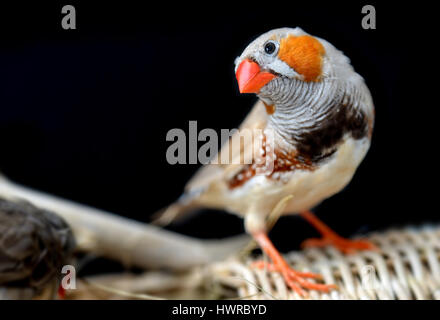 Colorato di Zebra-finch uccello in gabbia per il pet foto con il flash illuminazione. Foto Stock