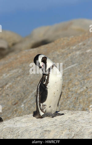 Il pinguino africano essendo spento la sua gambe Foto Stock