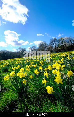 Yellow Daffodils in campo, Norfolk, Inghilterra Foto Stock