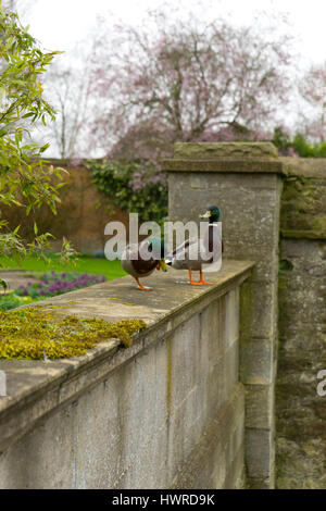 Due maschio le anatre bastarde stare in giudizio su il muro del giardino del King's College di Oxford. Foto Stock