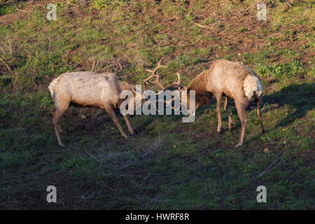 Due Tule Elk tori spar leggermente durante l'alba sulle Rupi costiere della California del Nord. Foto Stock