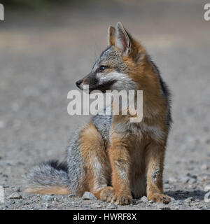 Un grigio kit Fox attende pazientemente per MOM per portare le prede. Questo è un unbaited, animale selvatico. Foto Stock