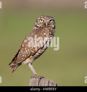 Un gufo scavando esegue la scansione delle praterie di predatori e prede da un punto di vista vantaggioso. Scavando gufi sono spesso attivi durante le ore serali. Foto Stock