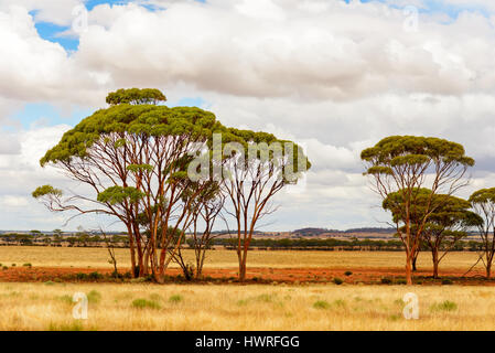 Outback, natura paesaggio in Western Australia, Australia Foto Stock