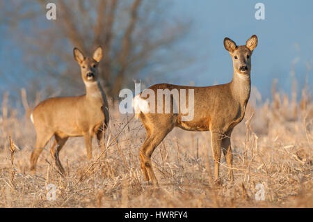 Wild femmina di capriolo in un campo Foto Stock