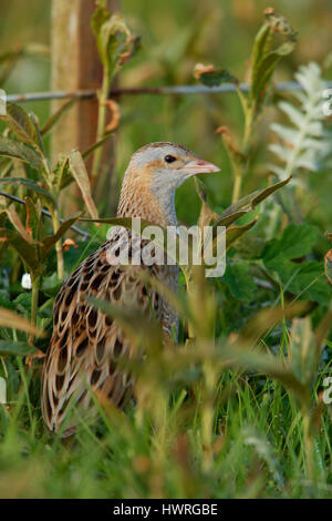 Re di quaglie ( Crex crex ), Crex crex, in un crofters haymeadow su North Uist, Ebridi Esterne,Scozia Scotland Foto Stock