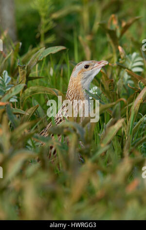 Re di quaglie ( Crex crex ), Crex crex, in un crofters haymeadow su North Uist, Ebridi Esterne,Scozia Scotland Foto Stock