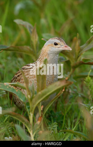 Re di quaglie ( Crex crex ), Crex crex, in un crofters haymeadow su North Uist, Ebridi Esterne,Scozia Scotland Foto Stock