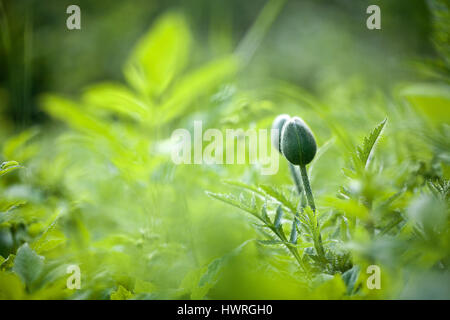 Molla verde dello sfondo con papavero orientale Foto Stock