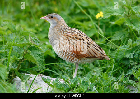 Re di quaglie ( Crex crex ), Crex crex, in un crofters haymeadow su North Uist, Ebridi Esterne,la Scozia con il suo bill aperto, chiedendo un compagno. Foto Stock