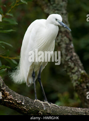 Una Garzetta in piedi in una succursale Foto Stock