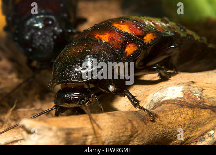 Due Madagascar sibili scarafaggi su un ramo Foto Stock