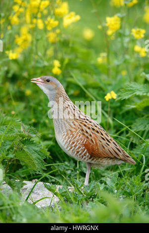 Re di quaglie ( Crex crex ), Crex crex, in un crofters haymeadow su North Uist, Ebridi Esterne,la Scozia con il suo bill aperto, chiedendo un compagno. Foto Stock