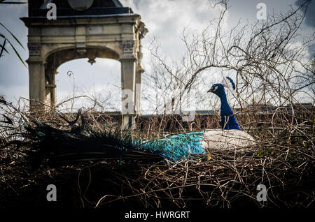 Un bellissimo pavone maschio mostrare i colori luminosi del suo blu elettrico piume come egli vaga lungo i sentieri del parco pubblico di Londra Foto Stock