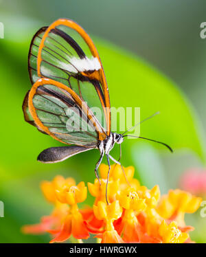 Maco di glasswinged butterfly (greta oto) su un fiore Foto Stock