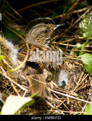 Un uccello Dunnock seduto su un nido