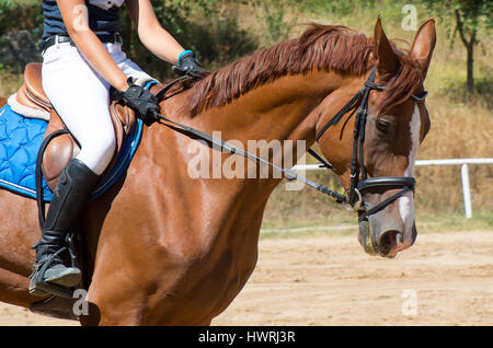 Passeggiata a cavallo. Foto Stock