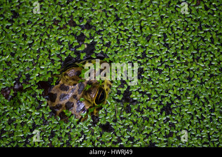 Southern Leopard (Rana Lithobates sphenocephalus) in Ocala, Florida Foto Stock