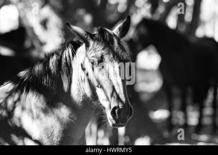 Wild Horse in nuova foresta regno unito Foto Stock