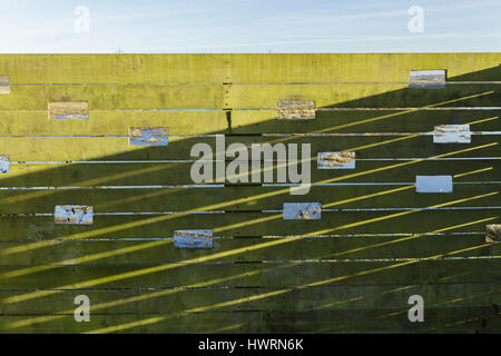 Lo schermo di visualizzazione, in corrispondenza del bordo di habitat delle paludi, Lin Dyke, RSPB Fairburn Ings, West Yorkshire, Inghilterra, Gennaio Foto Stock