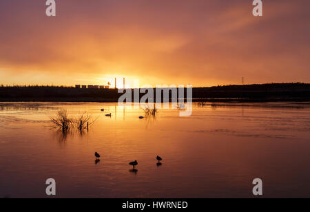 Germani reali (Anas platyrhynchos) e Cigni (Cygnus olor) su parzialmente congelati piscina all'alba, con distante stazione di potenza, Lin Dyke, RSPB Fairburn ho Foto Stock