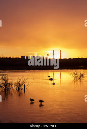 Germani reali (Anas platyrhynchos) e Cigni (Cygnus olor) su parzialmente congelati piscina all'alba, con distante stazione di potenza, Lin Dyke, RSPB Fairburn ho Foto Stock