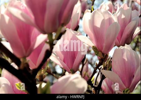 Magnolia fiori che sbocciano contro sunny blue sky,magnolia, fiori che sbocciano, contro, sole, cielo blu, denudata, bella, bellezza, grande, bloom, bloom Foto Stock