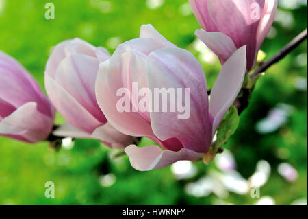 magnolia fiori fiorire contro il cielo azzurro soleggiato,magnolia, fiori, fiorire, contro, soleggiato, cielo blu, denudata, bella, bellezza, grande, bloom, europa Foto Stock